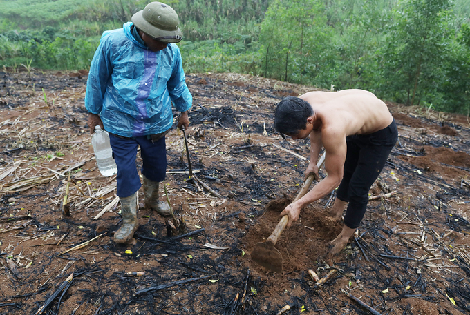 Sâu đục thân cây mía được bắt làm đồ nhậu ở Thanh Hóa