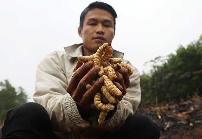 Sâu đục thân cây mía được bắt làm đồ nhậu ở Thanh Hóa