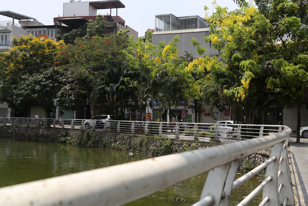 Muồng hoàng yến nở vàng rực đường phố Hà Nội - 11 Muồng hoàng yến nở vàng rực đường phố Hà Nội - 11