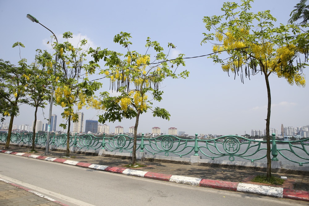 Muồng hoàng yến nở vàng rực đường phố Hà Nội - 12 Muồng hoàng yến nở vàng rực đường phố Hà Nội - 12