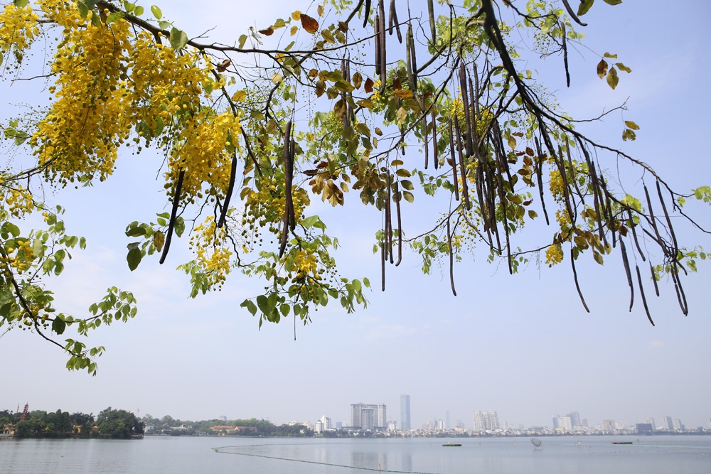 Muồng hoàng yến nở vàng rực đường phố Hà Nội - 2 Muồng hoàng yến nở vàng rực đường phố Hà Nội - 2