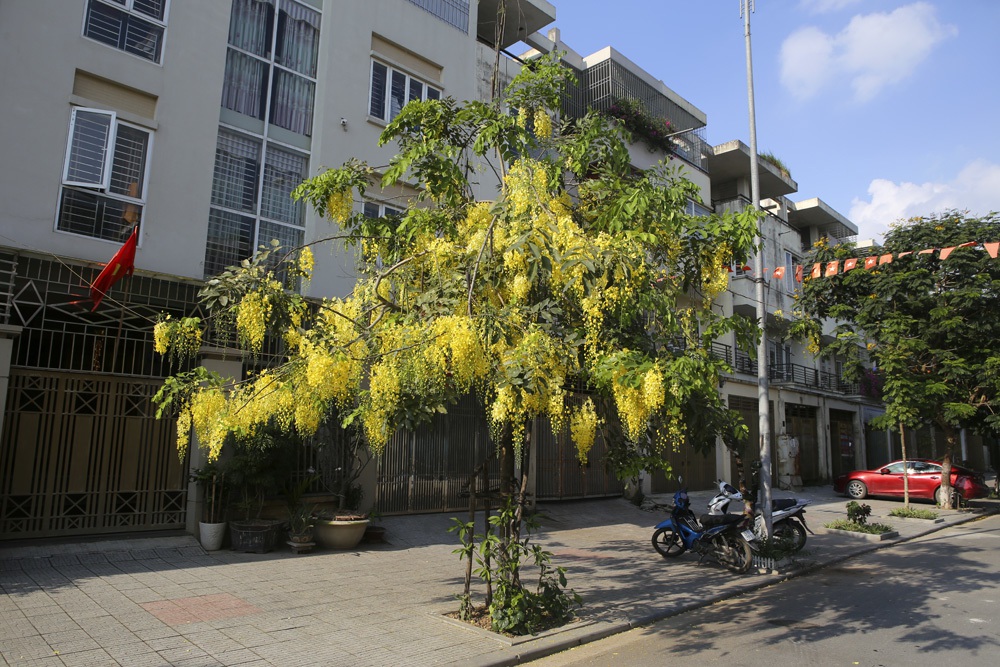 Muồng hoàng yến nở vàng rực đường phố Hà Nội - 4 Muồng hoàng yến nở vàng rực đường phố Hà Nội - 4