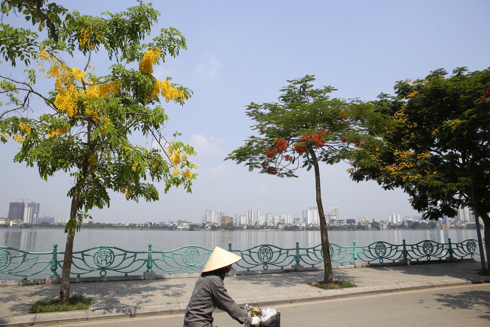 Muồng hoàng yến nở vàng rực đường phố Hà Nội - 8 Muồng hoàng yến nở vàng rực đường phố Hà Nội - 8