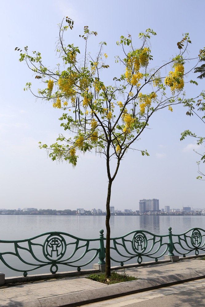 Muồng hoàng yến nở vàng rực đường phố Hà Nội - 9 Muồng hoàng yến nở vàng rực đường phố Hà Nội - 9