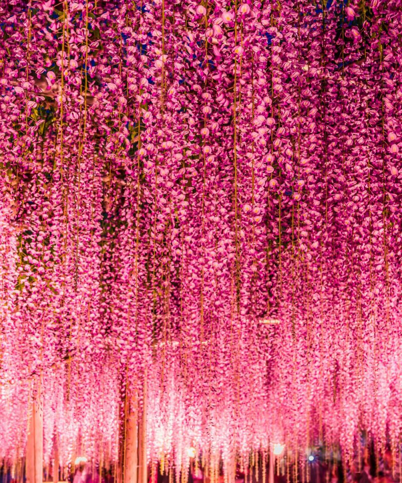 Hoa Tử Đằng là loại hoa rất đẹp và nổi tiếng của Nhật Bản. Những bông hoa lớn như chùm thộc, màu xanh tím thanh lịch, khiến người ta cảm thấy tình yêu và hi vọng. Hãy xem hình ảnh để chiêm ngưỡng vẻ đẹp hoàn hảo của hoa Tử Đằng.