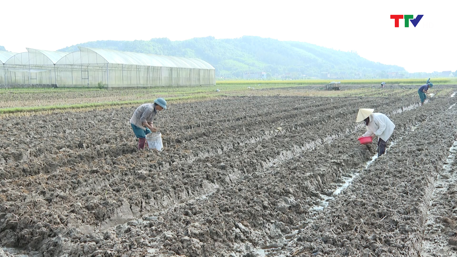 Thanh Hóa cơ bản thu hoạch xong lúa và cây trồng vụ thu mùa - Ảnh 2.