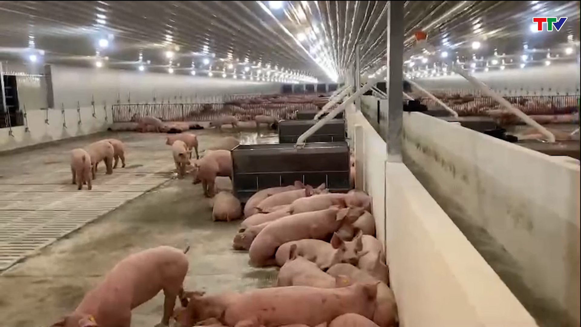 Công ty TNHH Dabaco Thanh Hoá nhập lứa giống đầu tiên - Ảnh 2. Công ty TNHH Dabaco Thanh Hoá nhập lứa giống đầu tiên - Ảnh 2.