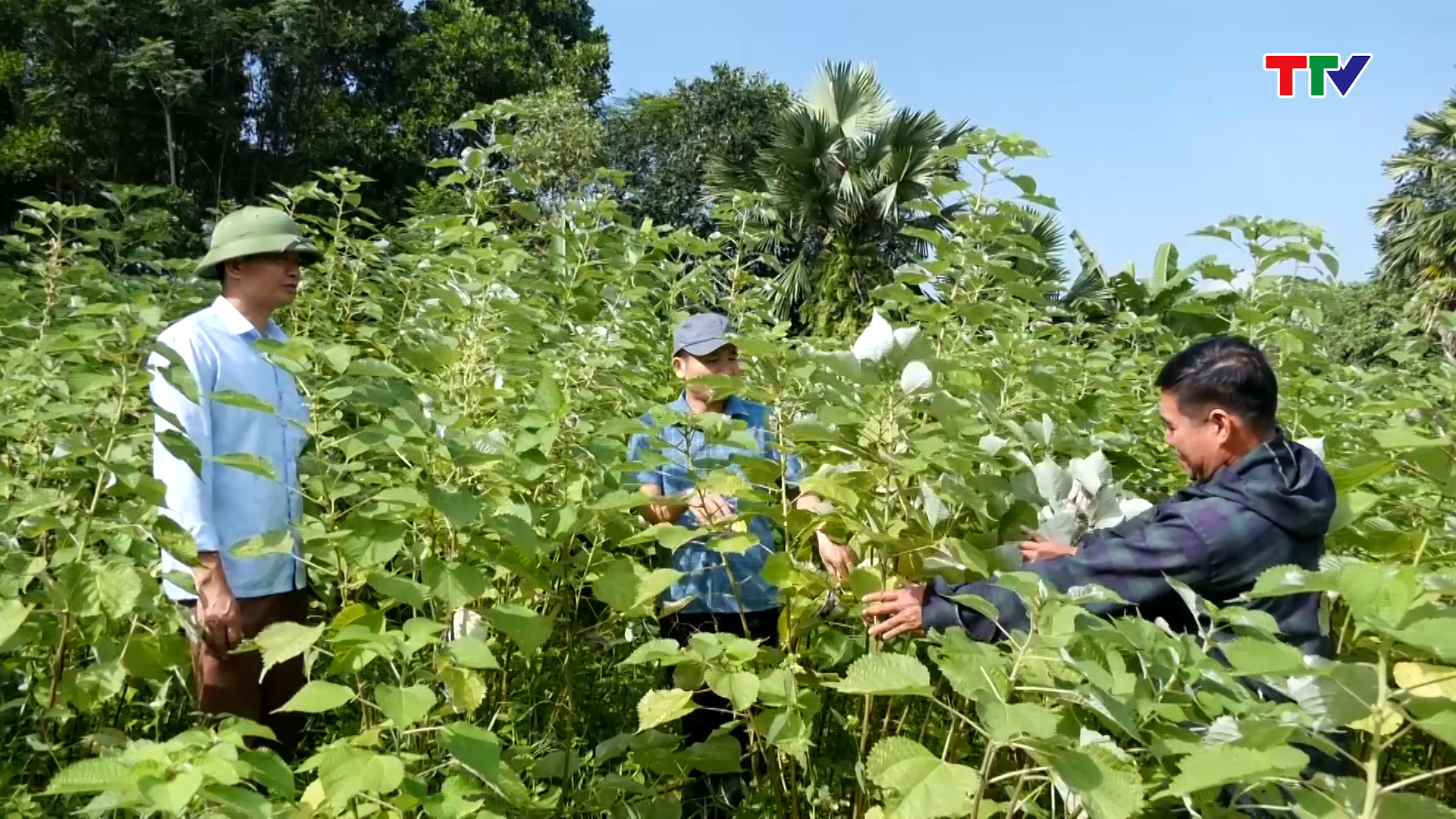 Đẩy mạnh phát triển cây gai xanh trên địa bàn huyện Thường Xuân - Ảnh 3.