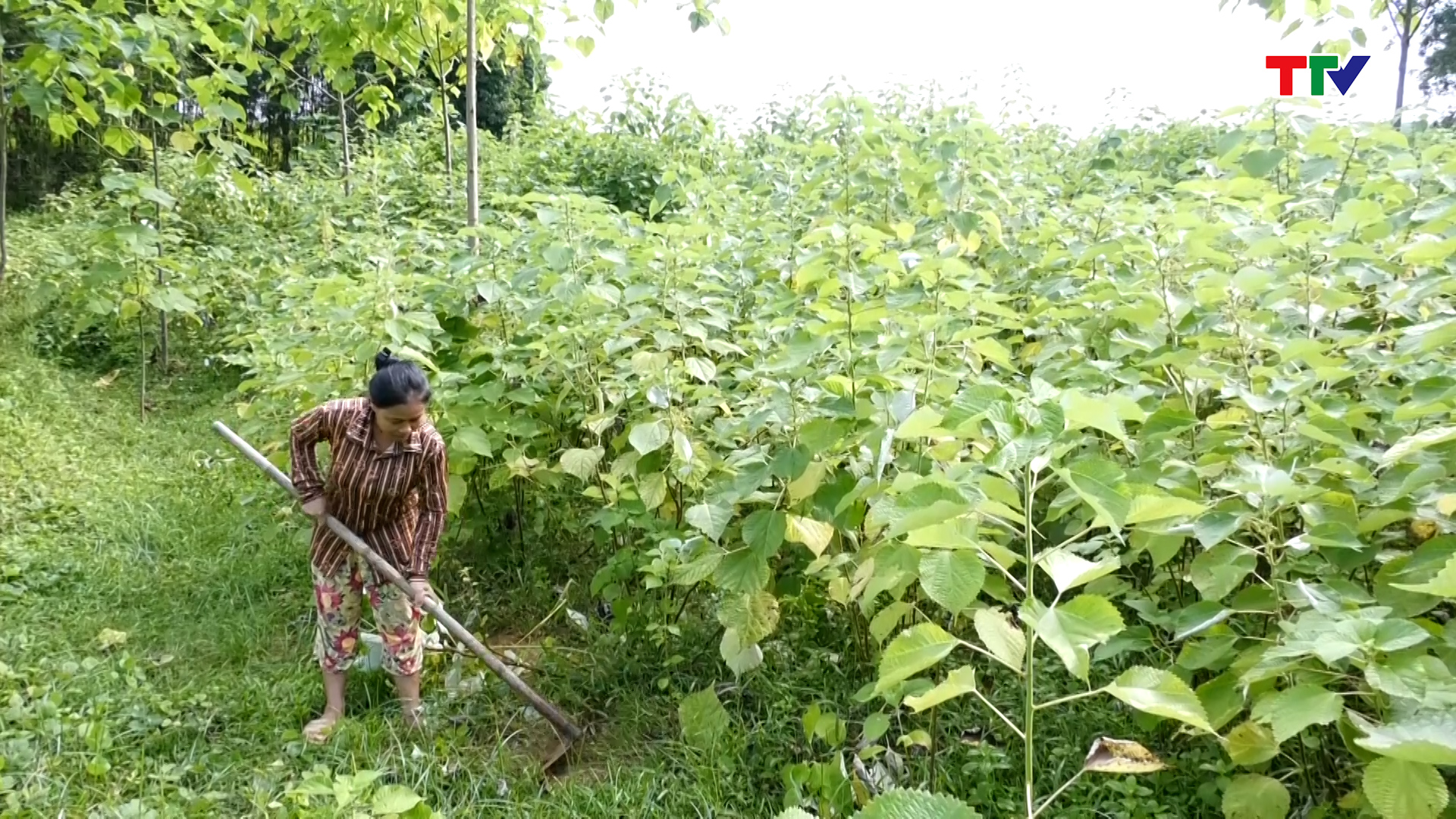 Đẩy mạnh phát triển cây gai xanh trên địa bàn huyện Thường Xuân - Ảnh 2.