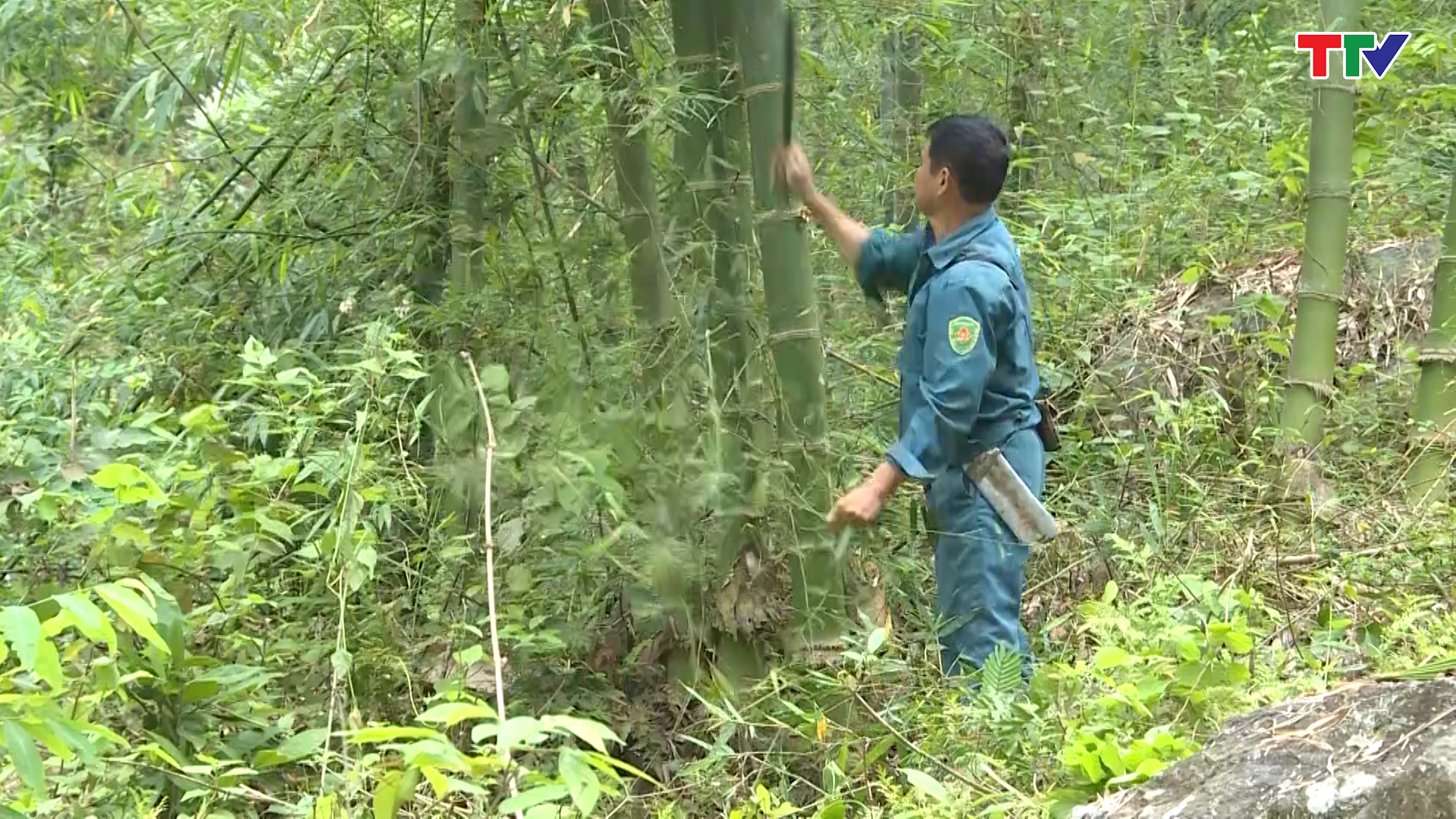Tỉnh Thanh Hóa có hơn 21 nghìn ha rừng được cấp chứng chỉ FSC - Ảnh 2.