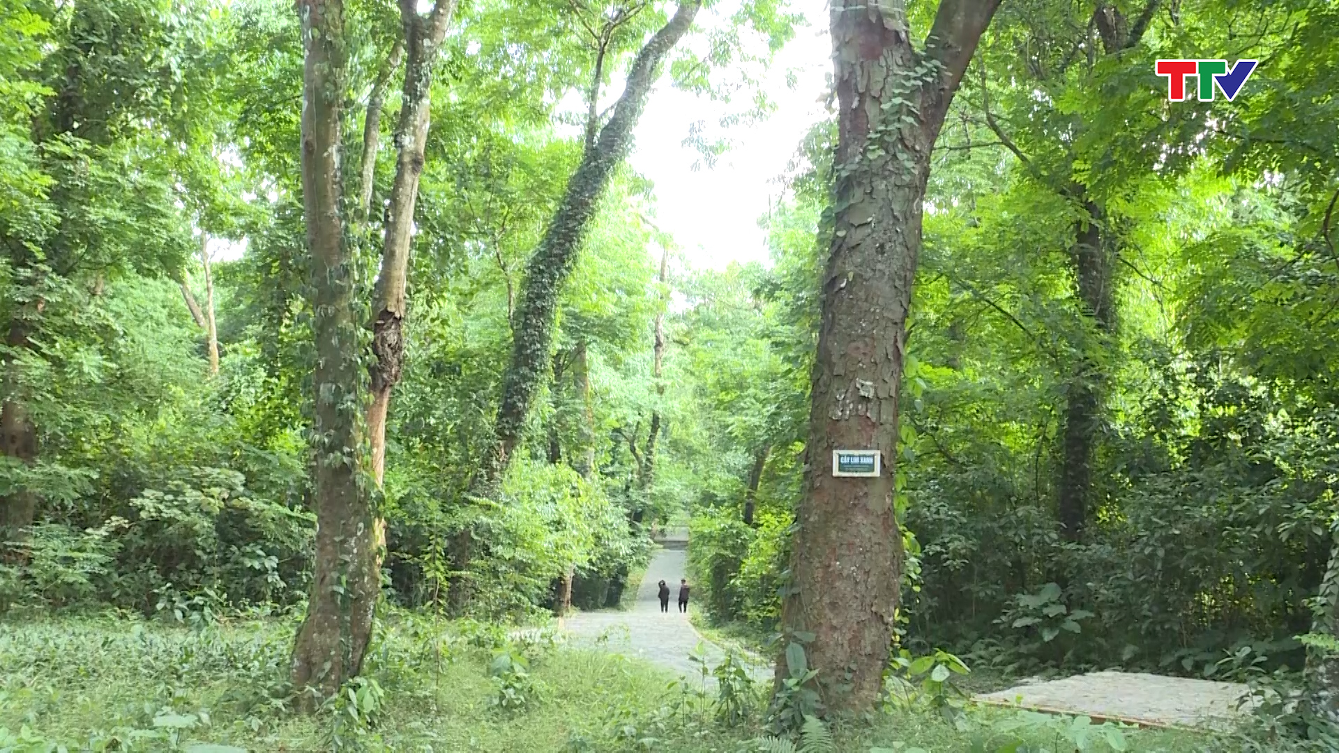 Bảo vệ rừng gắn với phát triển du lịch - Ảnh 2.