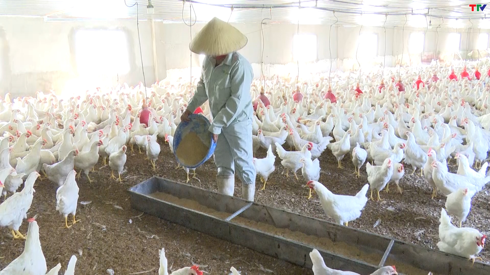 Xây dựng vùng nuôi trồng thủy sản gắn với trang trại tổng hợp tại xã Nam Giang - Ảnh 3. Xây dựng vùng nuôi trồng thủy sản gắn với trang trại tổng hợp tại xã Nam Giang - Ảnh 3.