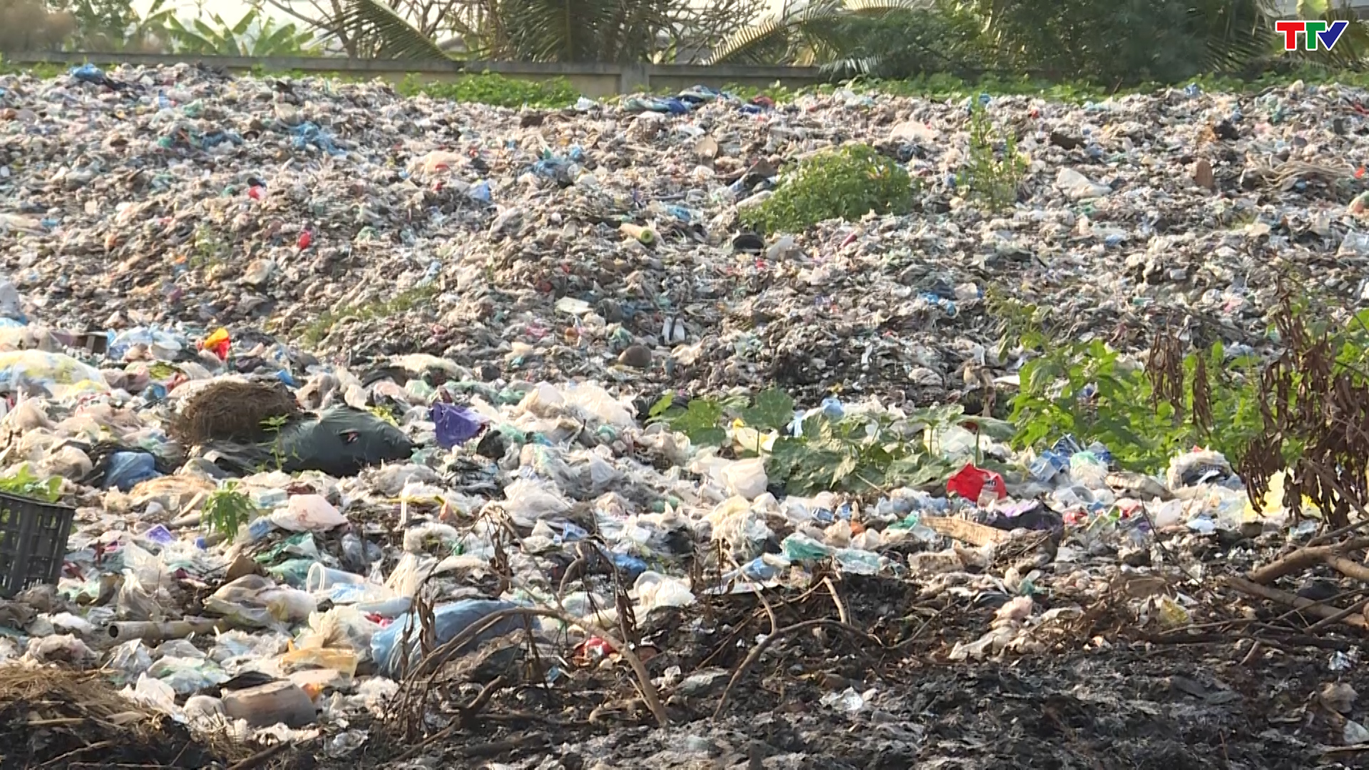 Lò đốt rác ở xã Hòa Lộc, huyện Hậu Lộc bỏ hoang gây ô nhiễm môi trường - Ảnh 4.