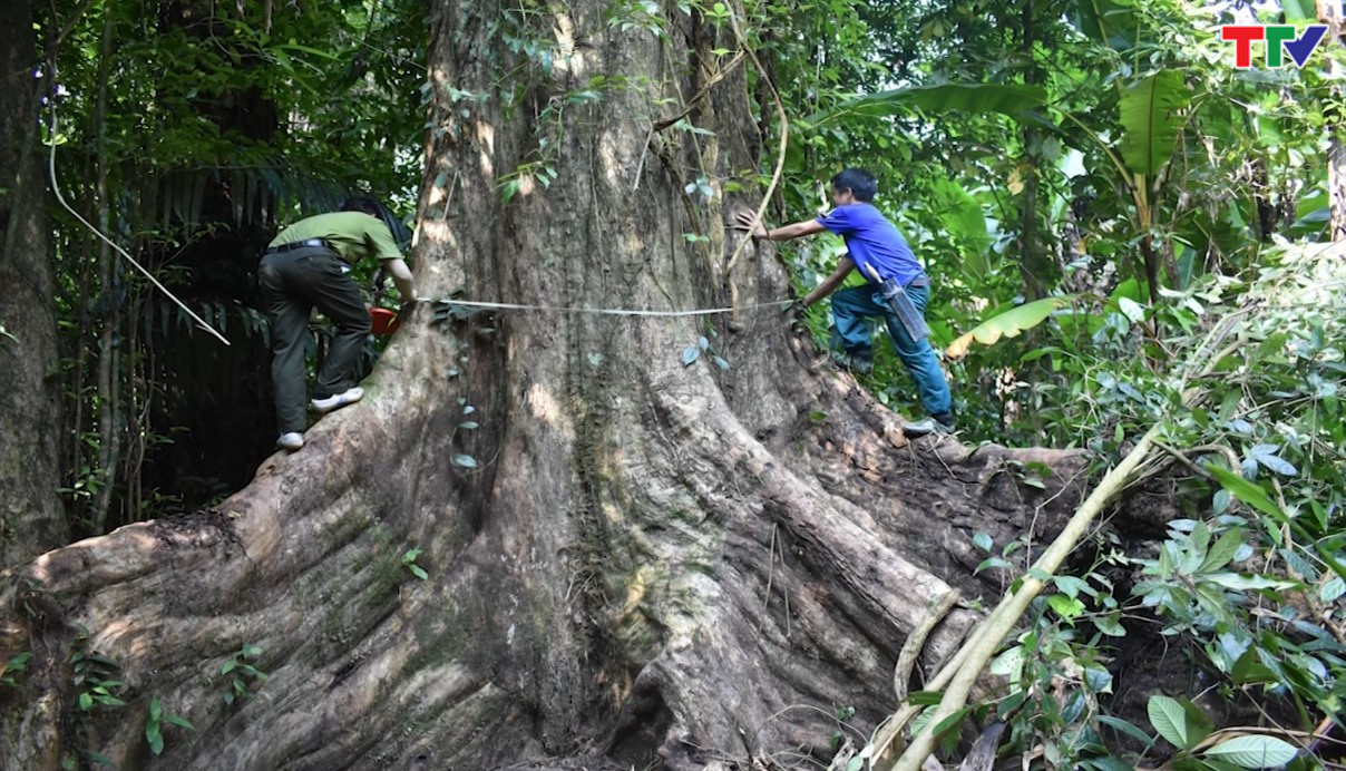Công nhận quần thể 6 cây chò xanh tại Khu bảo tồn thiên nhiên Pù Hu là cây Di sản Việt Nam - Ảnh 2.