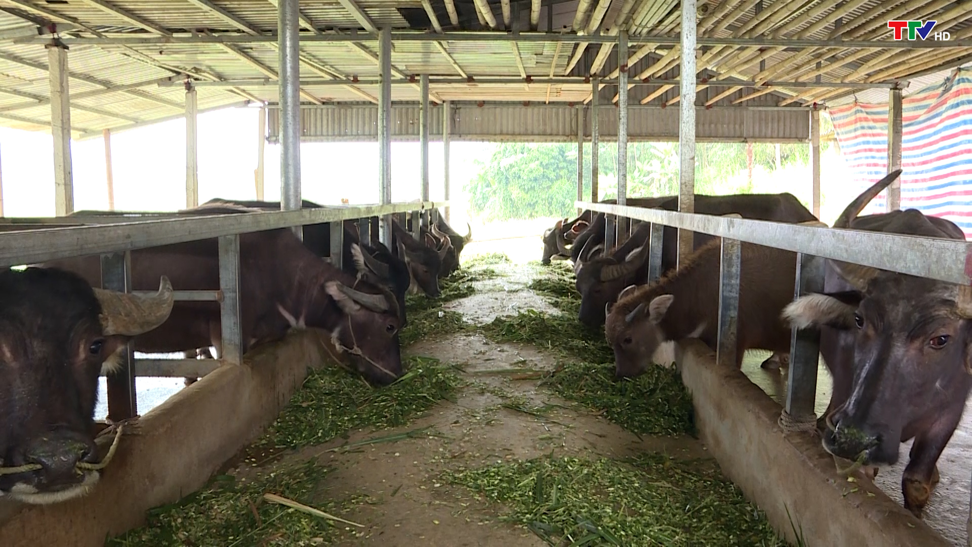 Giá trâu, bò giảm mạnh gây khó khăn cho người chăn nuôi - Ảnh 2.