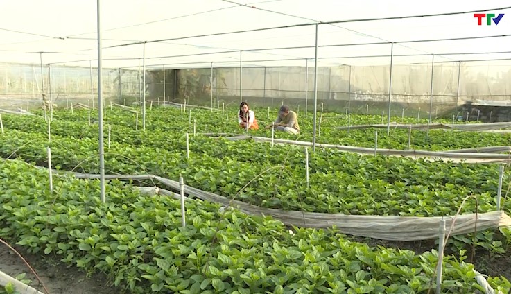 Tập trung sản xuất rau màu phục vụ thị trường Tết Nguyên đán - Ảnh 3.