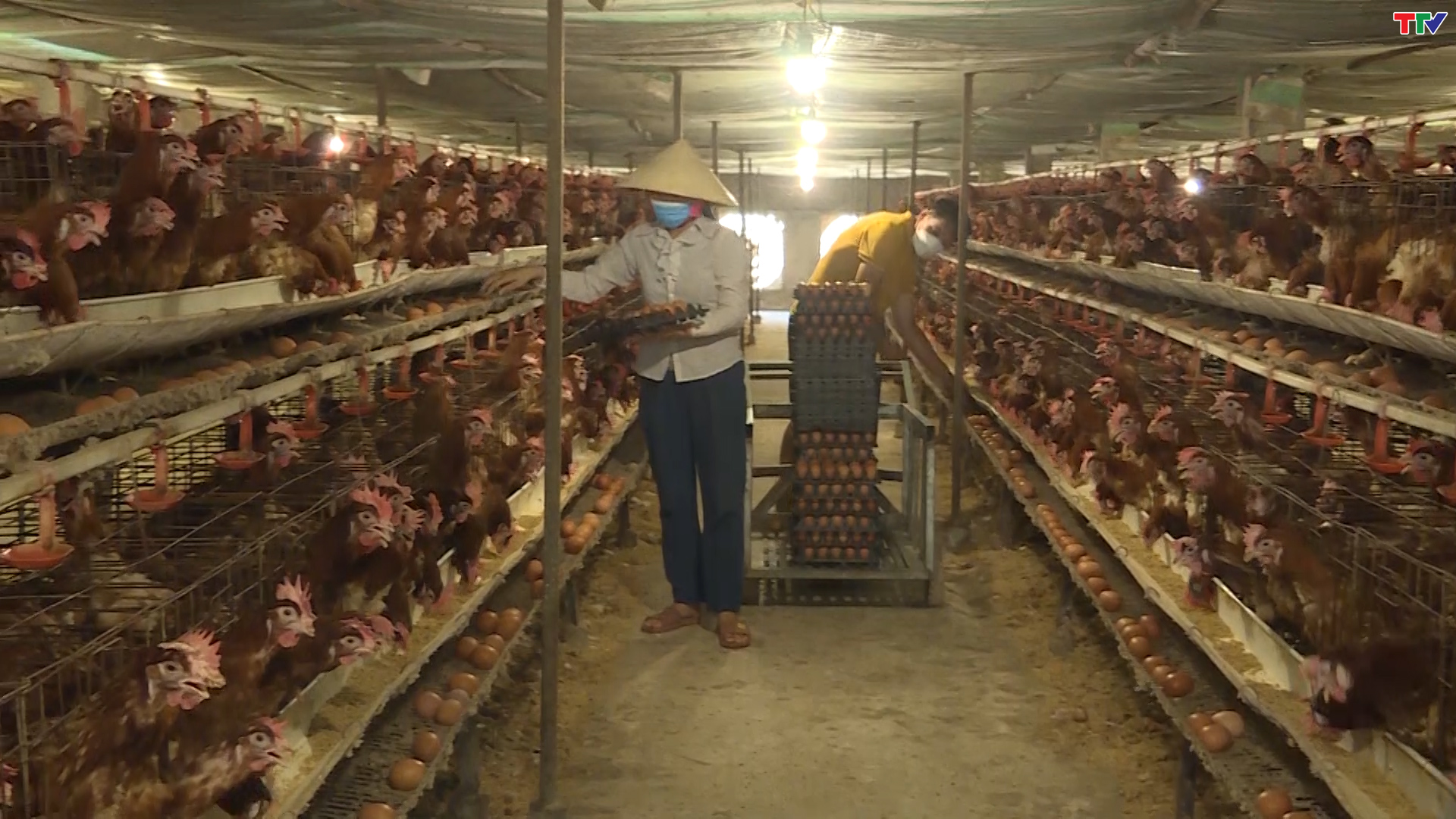 Thanh H&oacute;a ph&aacute;t triển chăn nu&ocirc;i theo hướng bền vững - Ảnh 3.