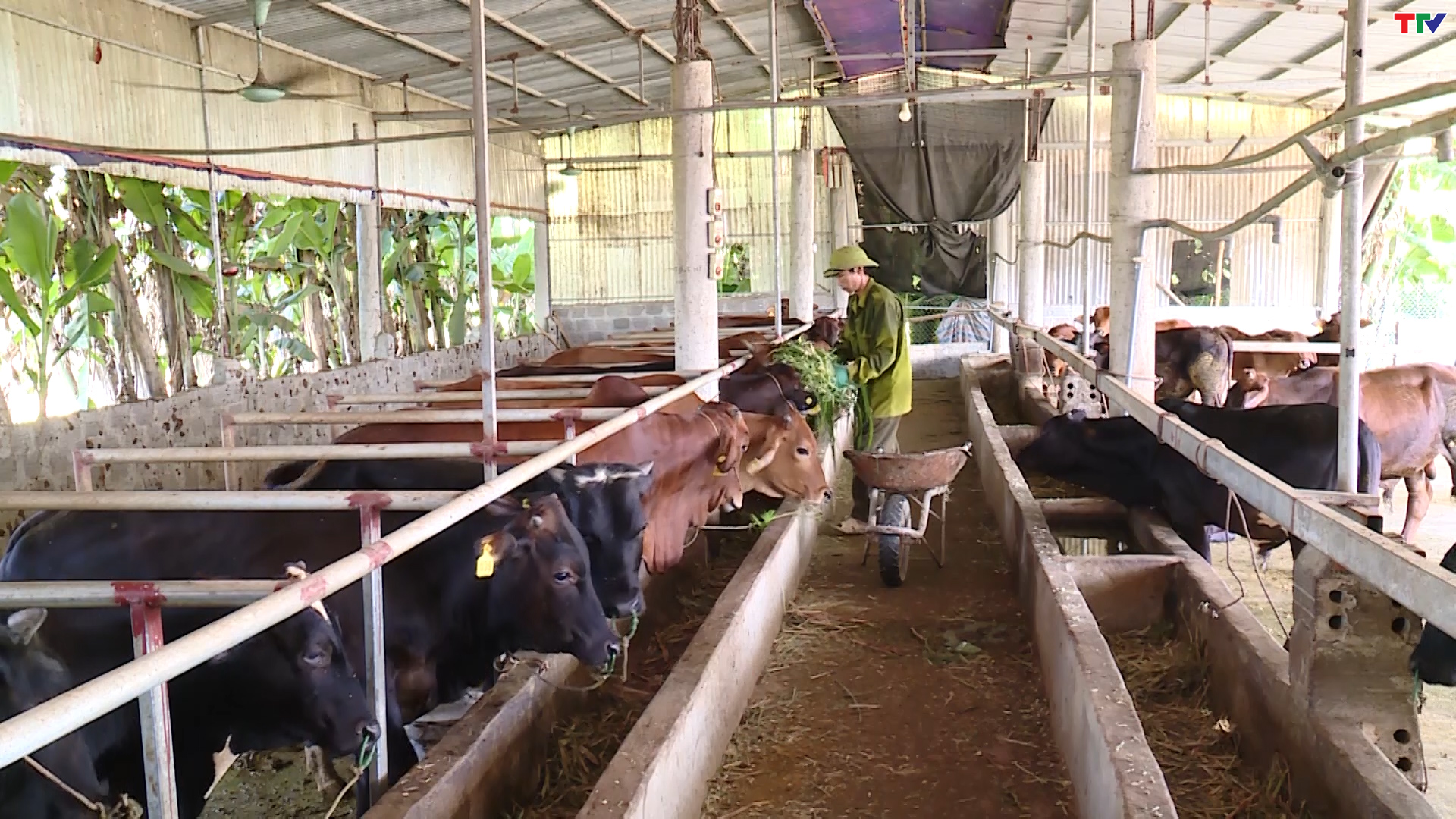 Thanh H&oacute;a ph&aacute;t triển chăn nu&ocirc;i theo hướng bền vững - Ảnh 4.