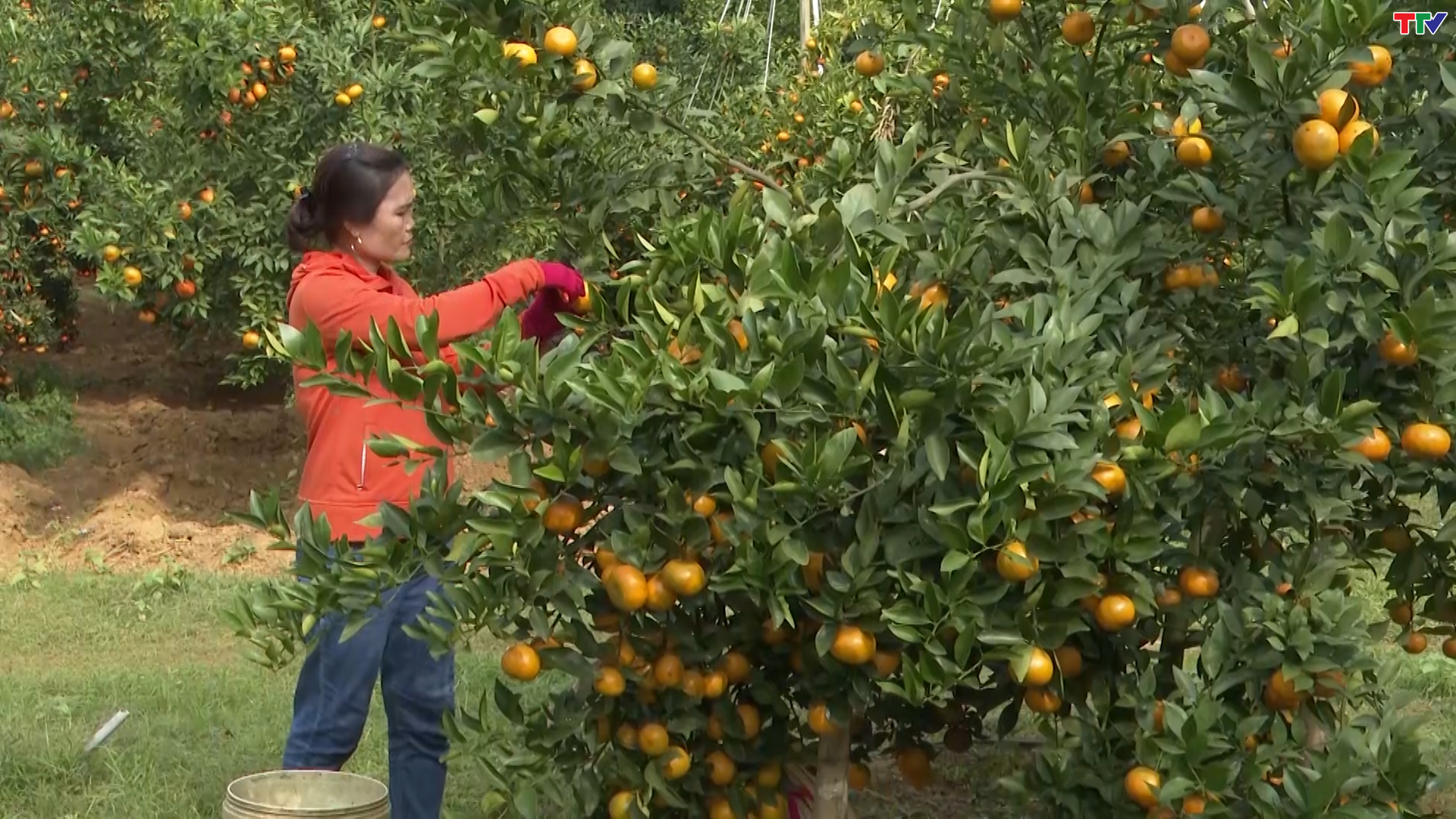 Xã Điền Lư khuyến khích người dân phát triển trồng cây ăn quả theo hướng hàng hóa - Ảnh 2.