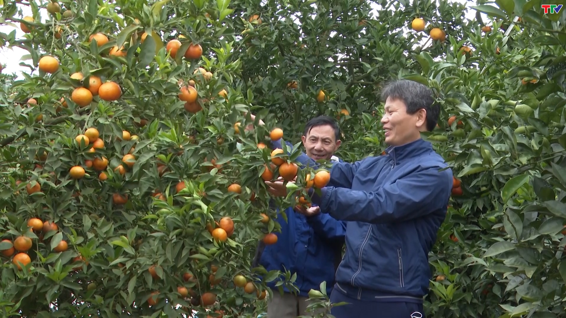 Xã Điền Lư khuyến khích người dân phát triển trồng cây ăn quả theo hướng hàng hóa - Ảnh 5.