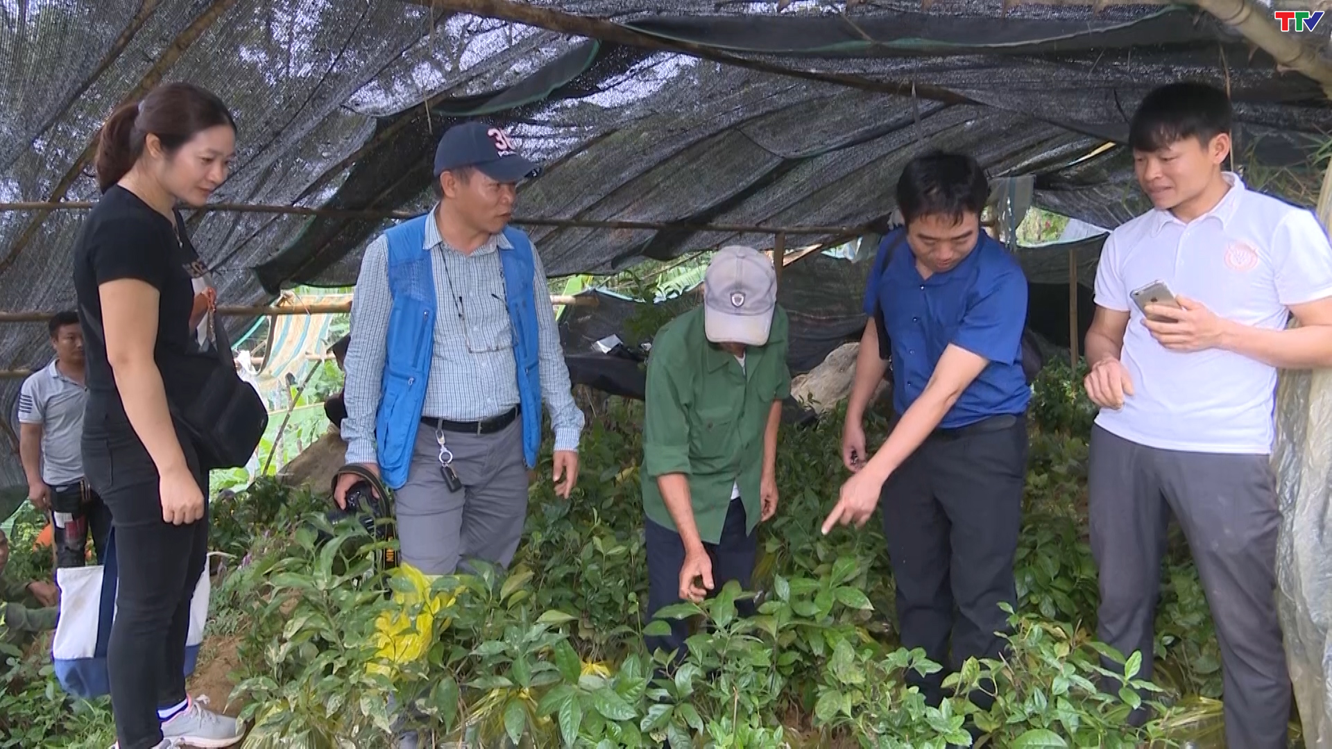 Xã Thành Lâm phát triển cây Sói rừng cải thiện sinh kế  và tăng cường sức khỏe miễn dịch - Ảnh 2.