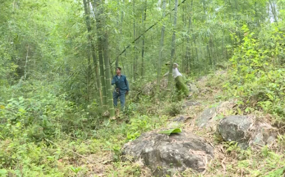 Huyện Lang Chánh tăng cường bảo vệ rừng - Ảnh 1.