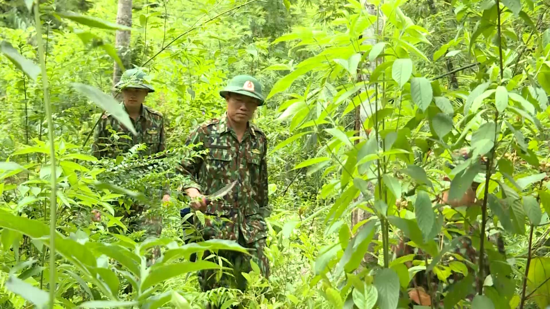 Tăng cường các biện pháp giữ rừng vùng biên giới Thanh Hoá giáp nước Cộng hòa Dân chủ Nhân dân Lào - Ảnh 1.