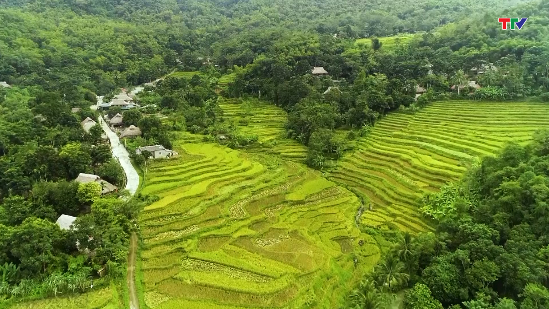 Quan Sơn phát triển nông nghiệp hữu cơ - Ảnh 10.