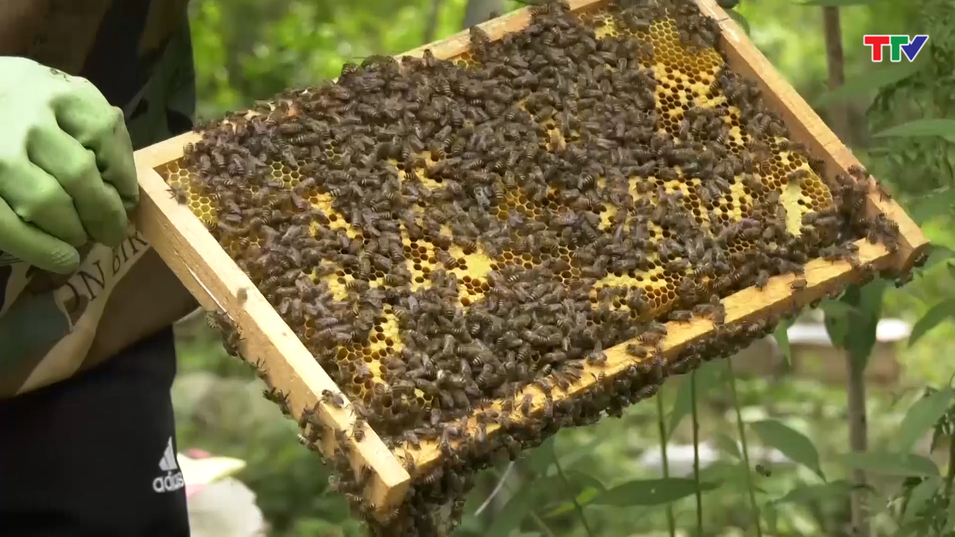 Ký sự Nhất nghệ tinh - Nghề nuôi ong mật ở Yên Nhân - Ảnh 4.