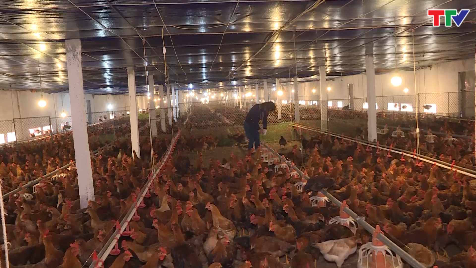 Thọ Xuân phát triển 45 trang trại chăn nuôi gà ứng dụng đệm lót sinh học - Ảnh 2.