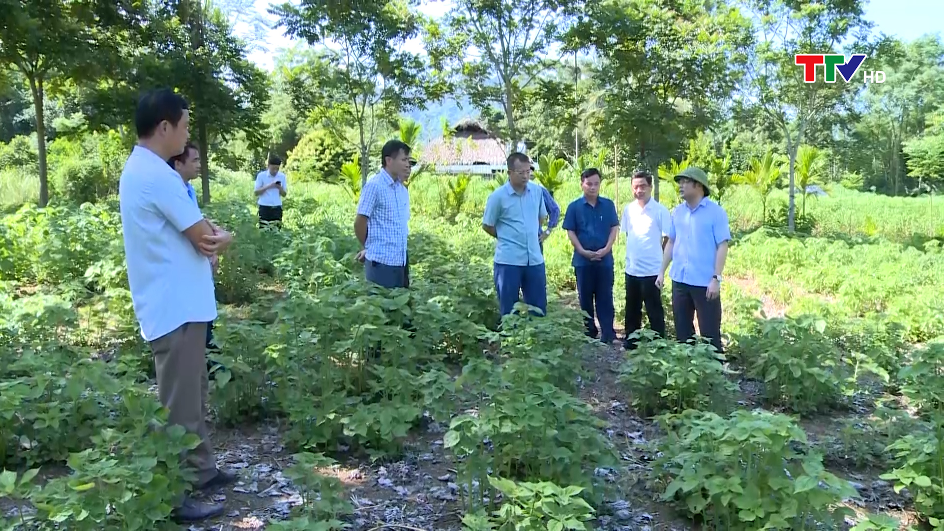 Kiểm tra tiến độ trồng gai xanh tại huyện Bá Thước - Ảnh 2.