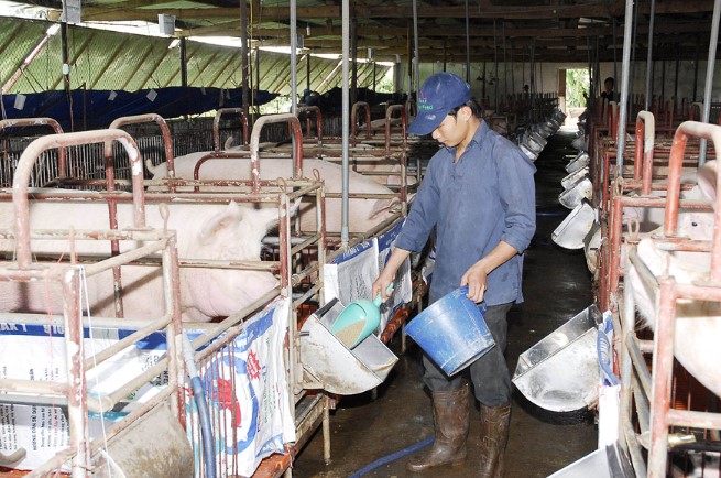 Công điện khẩn về việc “tăng cường kiểm tra, giảm sát, xử lý các trường hợp sử dụng chất cấm trong chăn nuôi, giết mổ gia súc”  - Ảnh 1.