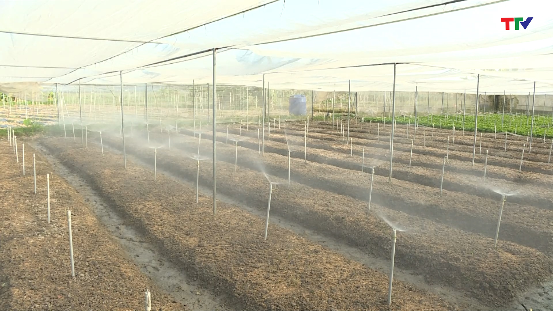 Hiệu quả từ mô hình tưới tiết kiệm phun mưa tận gốc cho cây cà phêVnSAT