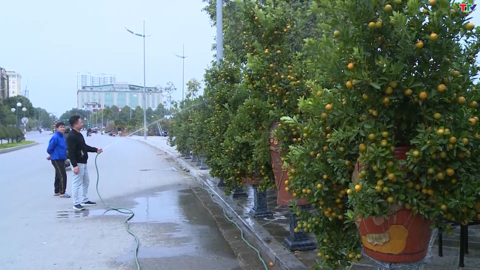 Thành phố Thanh Hóa tổ chức 24 điểm bán hoa, cây cảnh, phục vụ Tết Nguyên đán - Ảnh 2.