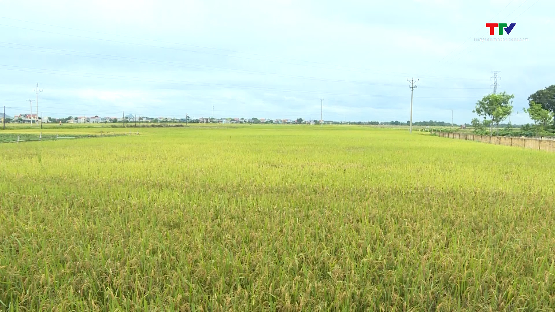 Huyện Thiệu Hóa tích tụ tập trung đất đai tăng gần 30% so với cùng kỳ - Ảnh 2.