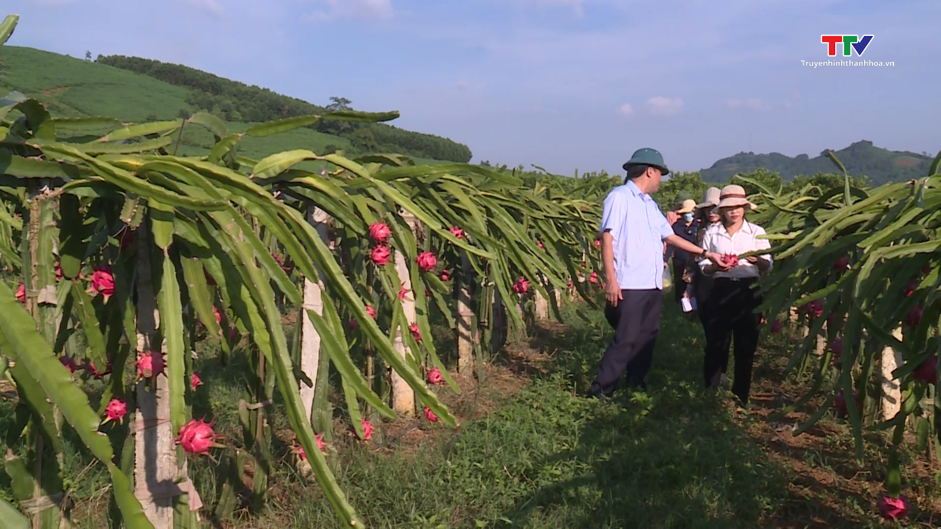 Huyện Ngọc Lặc có 122 ha sản xuất nông nghiệp theo tiêu chuẩn VietGAP - Ảnh 2.
