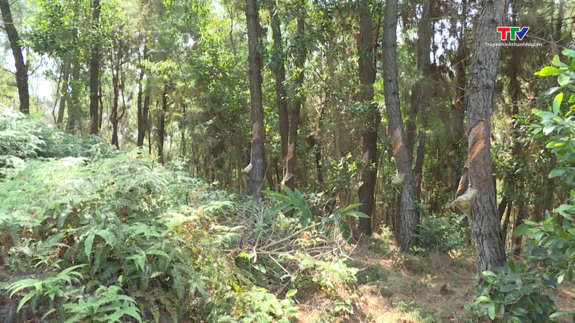 Nâng cao ý thức của người dân  trong công tác tuyên truyền pháp luật bảo vệ rừng - Ảnh 6.