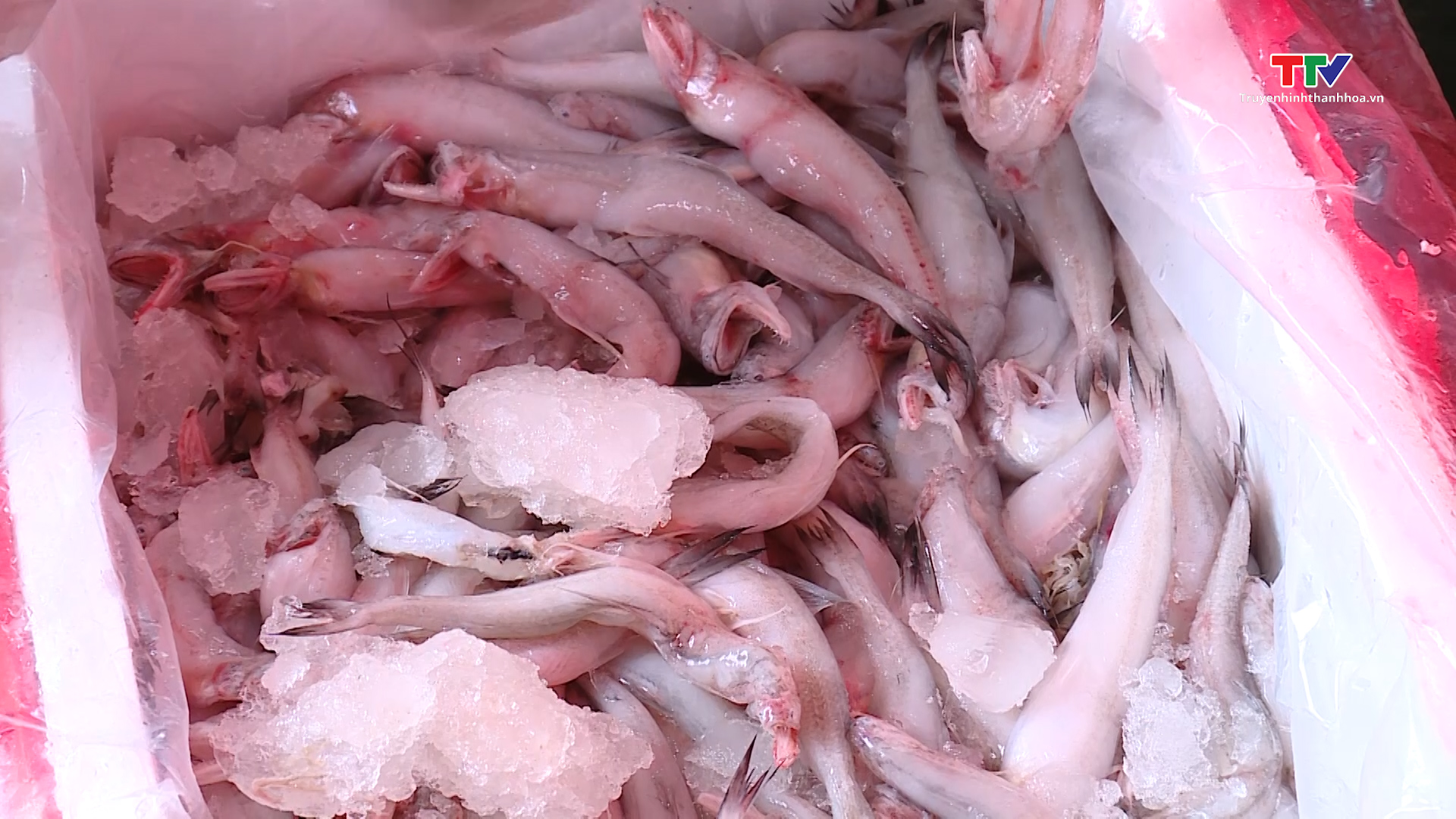 Bắt giữ 4.500 kg cá khoai không rõ nguồn gốc xuất xứ - Ảnh 2.