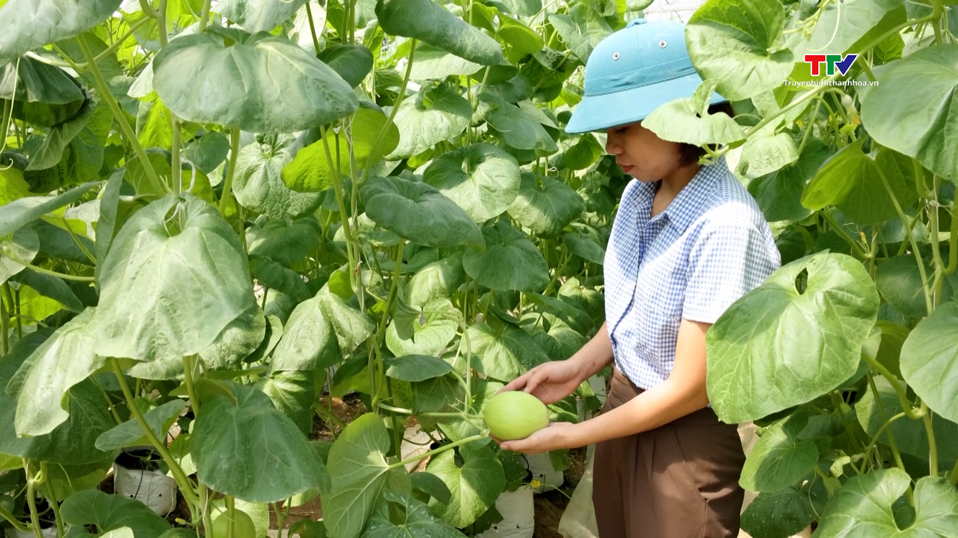 Các hợp tác xã đẩy mạnh ứng dụng số hóa trong sản xuất nông nghiệp ở huyện Hậu Lộc - Ảnh 2. Các hợp tác xã đẩy mạnh ứng dụng số hóa trong sản xuất nông nghiệp ở huyện Hậu Lộc - Ảnh 2.