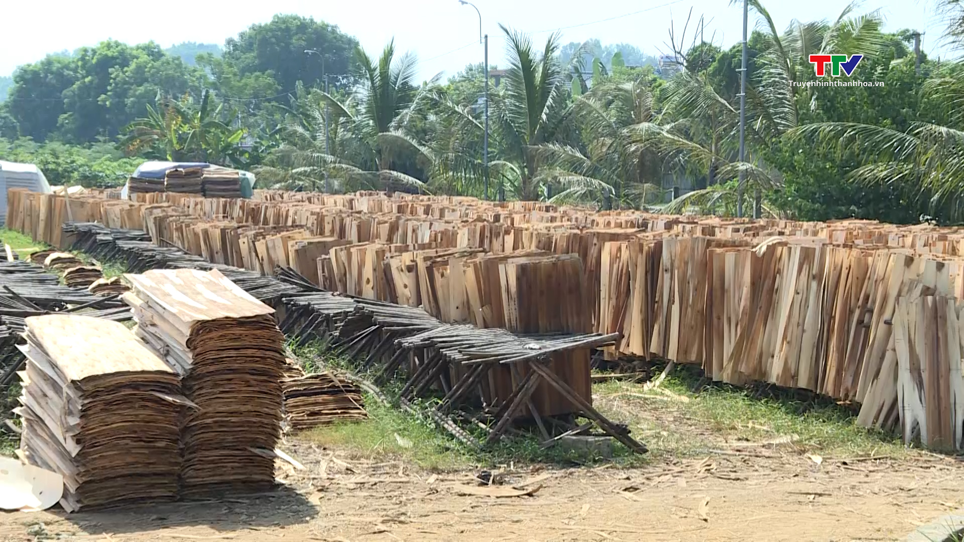 Tăng cường công tác quản lý về thu mua và chế biến gỗ keo trên địa bàn tỉnh Thanh Hóa - Ảnh 4.