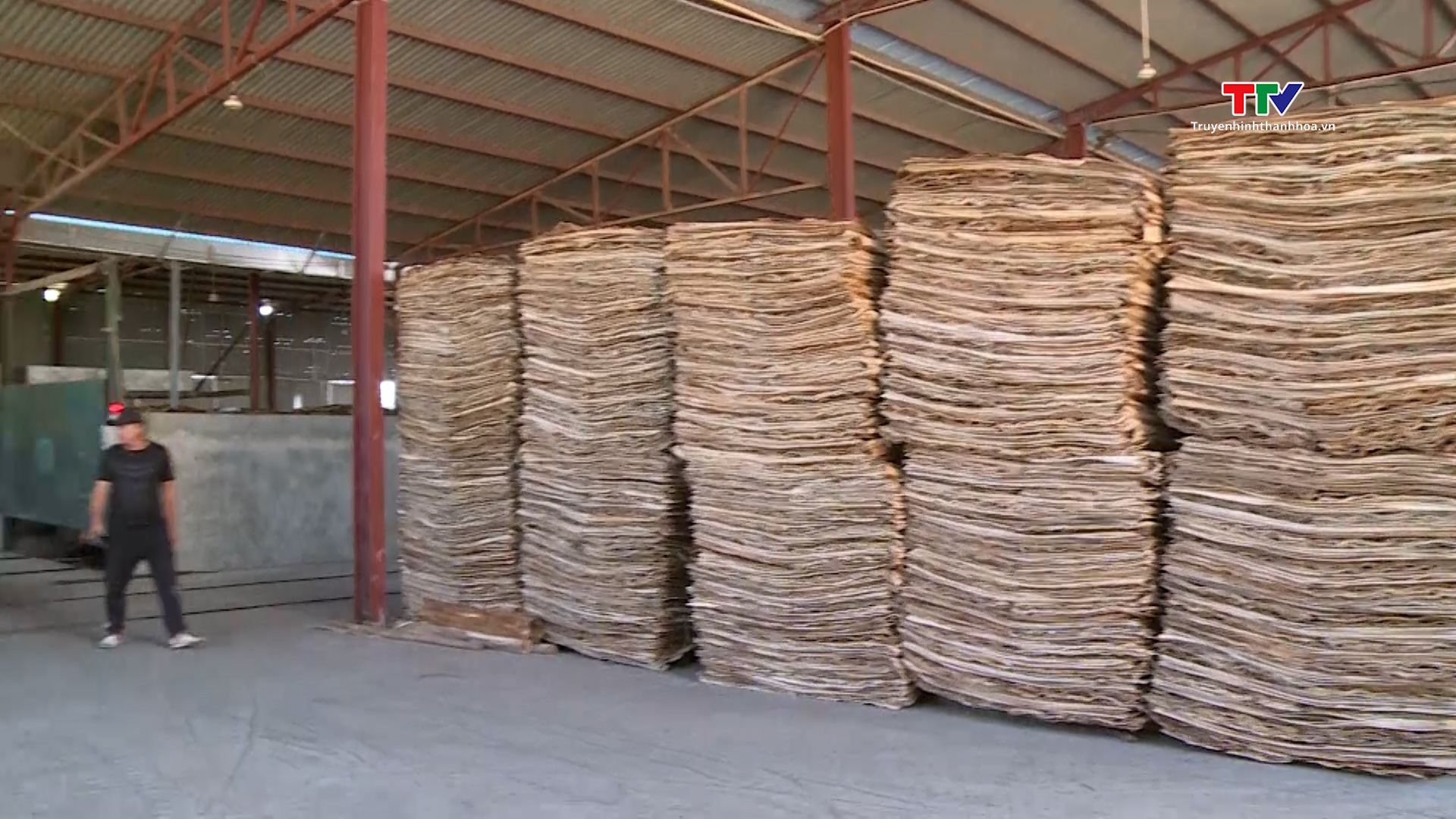 Tăng cường công tác quản lý về thu mua và chế biến gỗ keo trên địa bàn tỉnh Thanh Hóa - Ảnh 7.