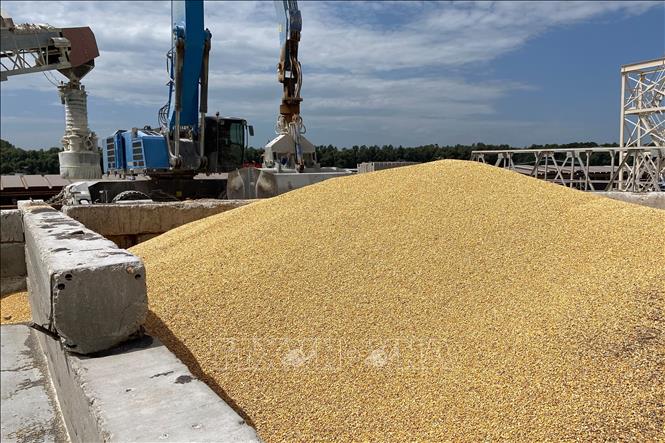 Ba Lan, Ukraine đạt thỏa thuận về trung chuyển ngũ cốc - Ảnh 1. Ba Lan, Ukraine đạt thỏa thuận về trung chuyển ngũ cốc - Ảnh 1.