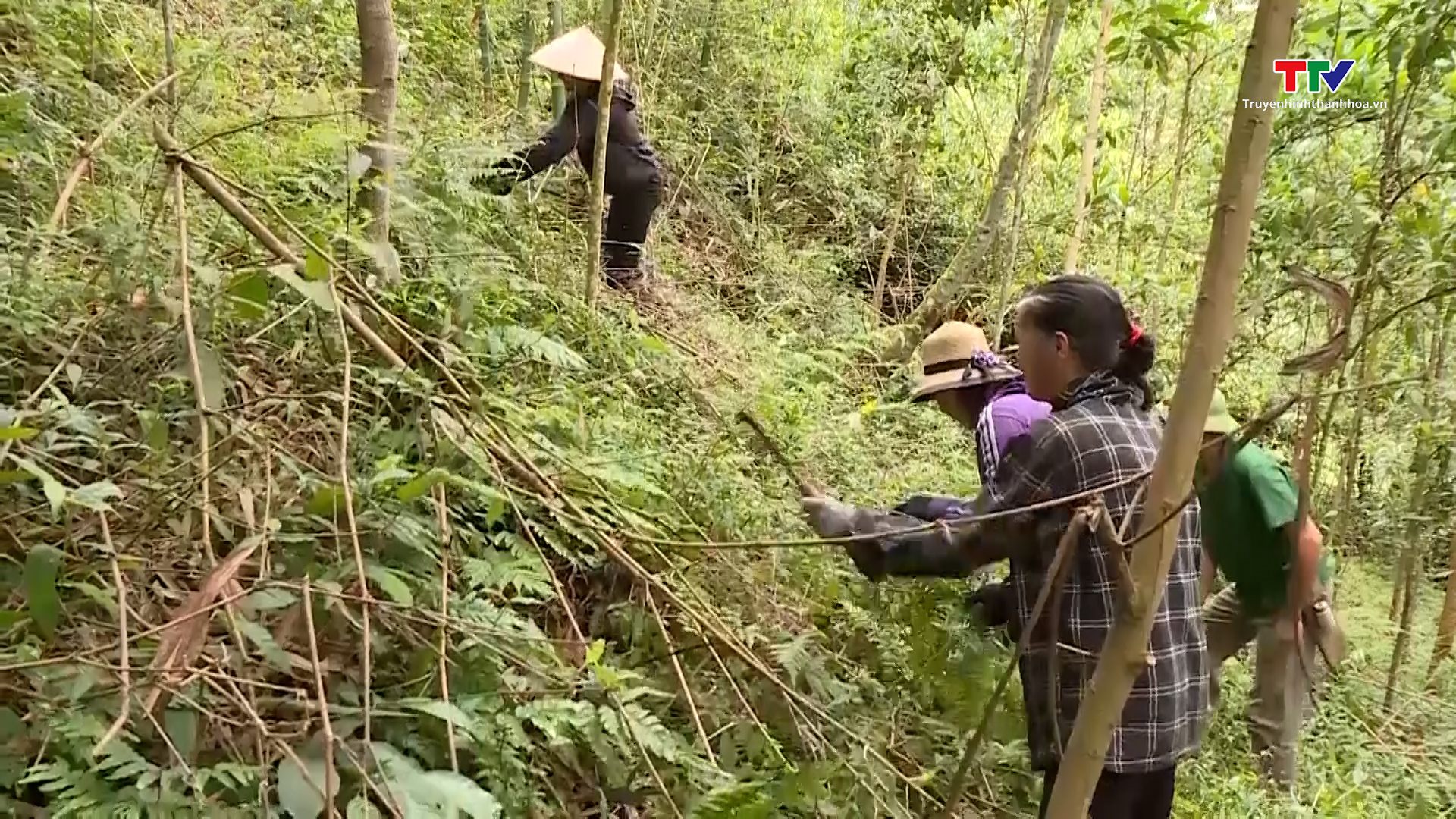 Phát triển rừng tại Thanh Hoá vẫn còn một số khó khăn - Ảnh 2.