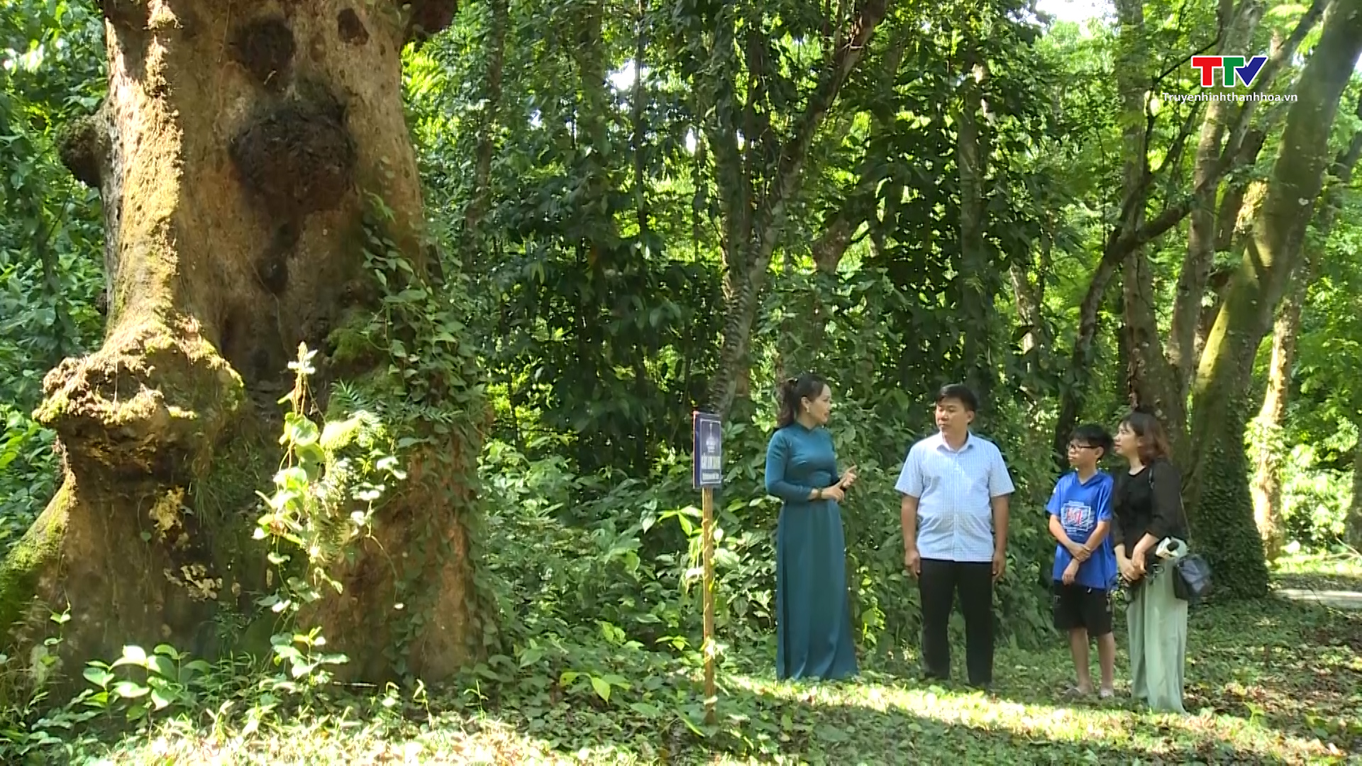 Độc đáo cây di sản ở Khu di tích Quốc gia đặc biệt Lam Kinh - Ảnh 4.