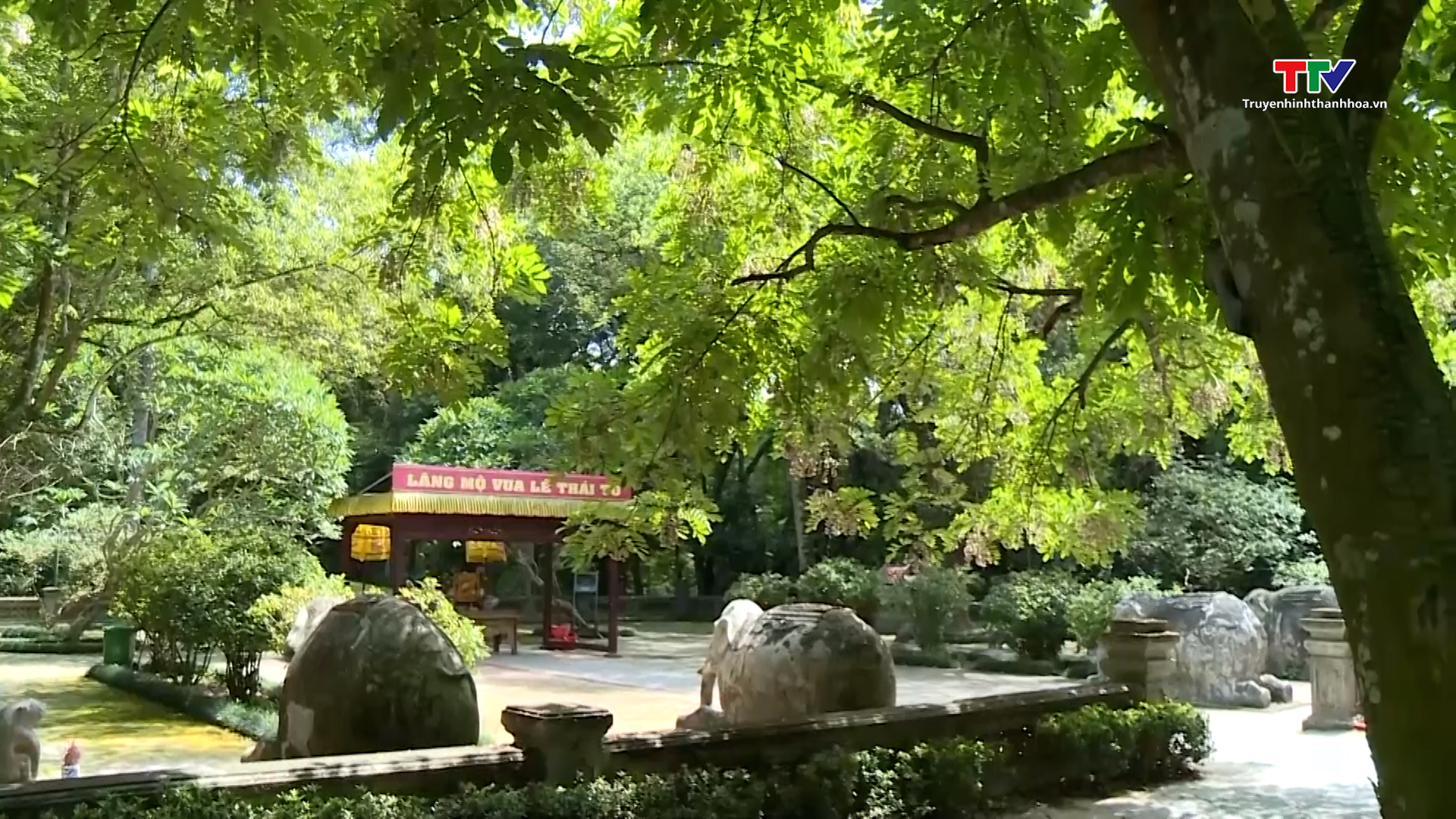 Độc đáo cây di sản ở Khu di tích Quốc gia đặc biệt Lam Kinh - Ảnh 6.