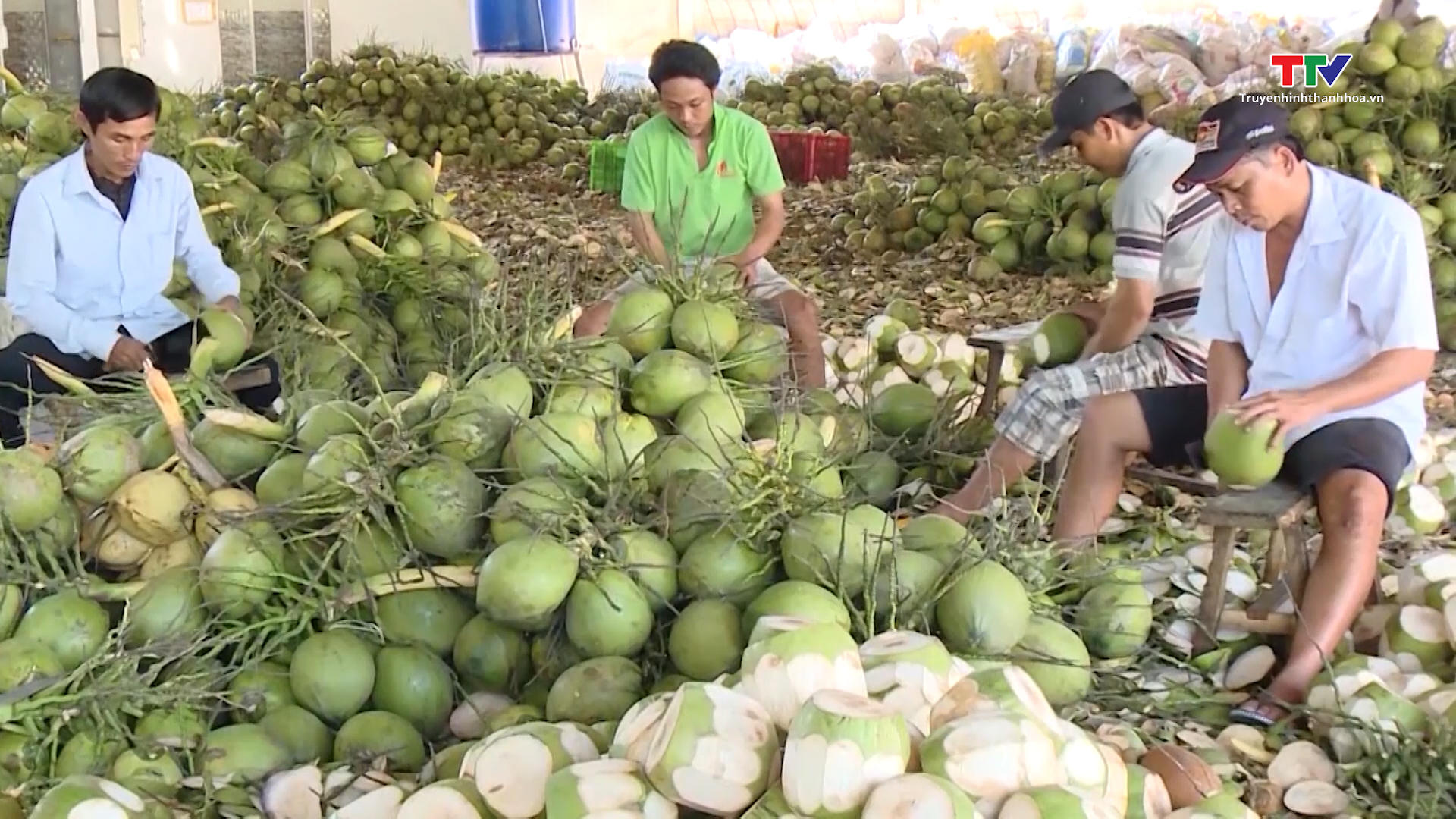 Xuất khẩu gần 1 tỷ đô sắp đưa dừa vào nhóm ngành xuất khẩu mũi nhọn - Ảnh 2.