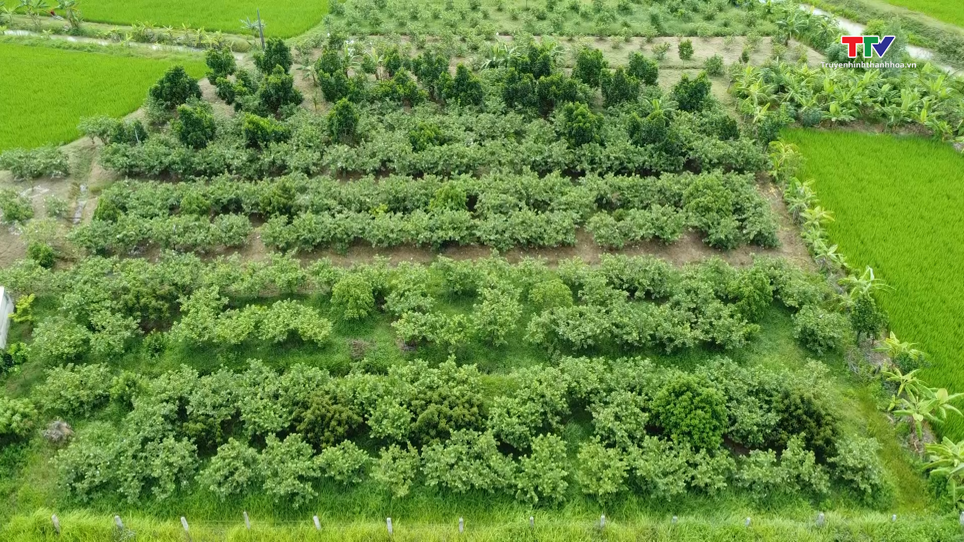 Thanh Hóa chuyển đổi được hơn gần 2.500 ha đất trồng lúa- Ảnh 1.
