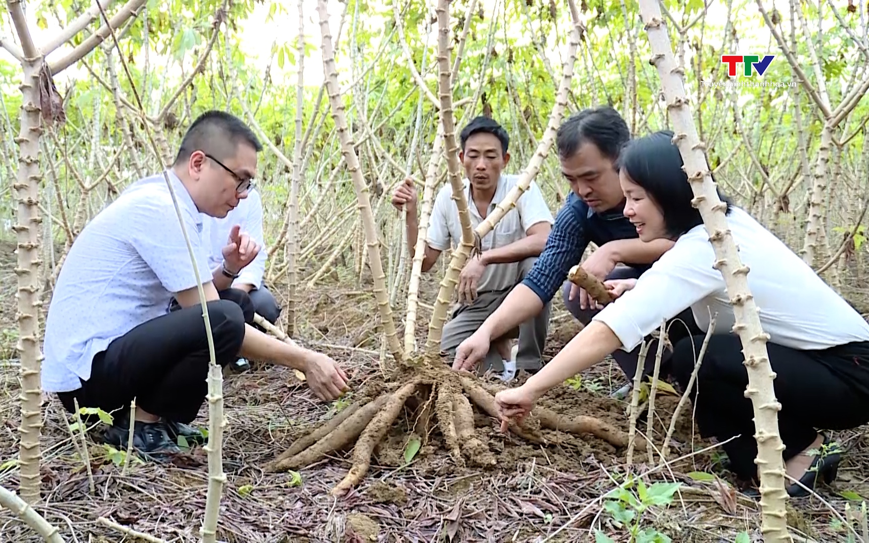 Thử nghiệm thành công với mô hình giống sắn chống virut khảm lá