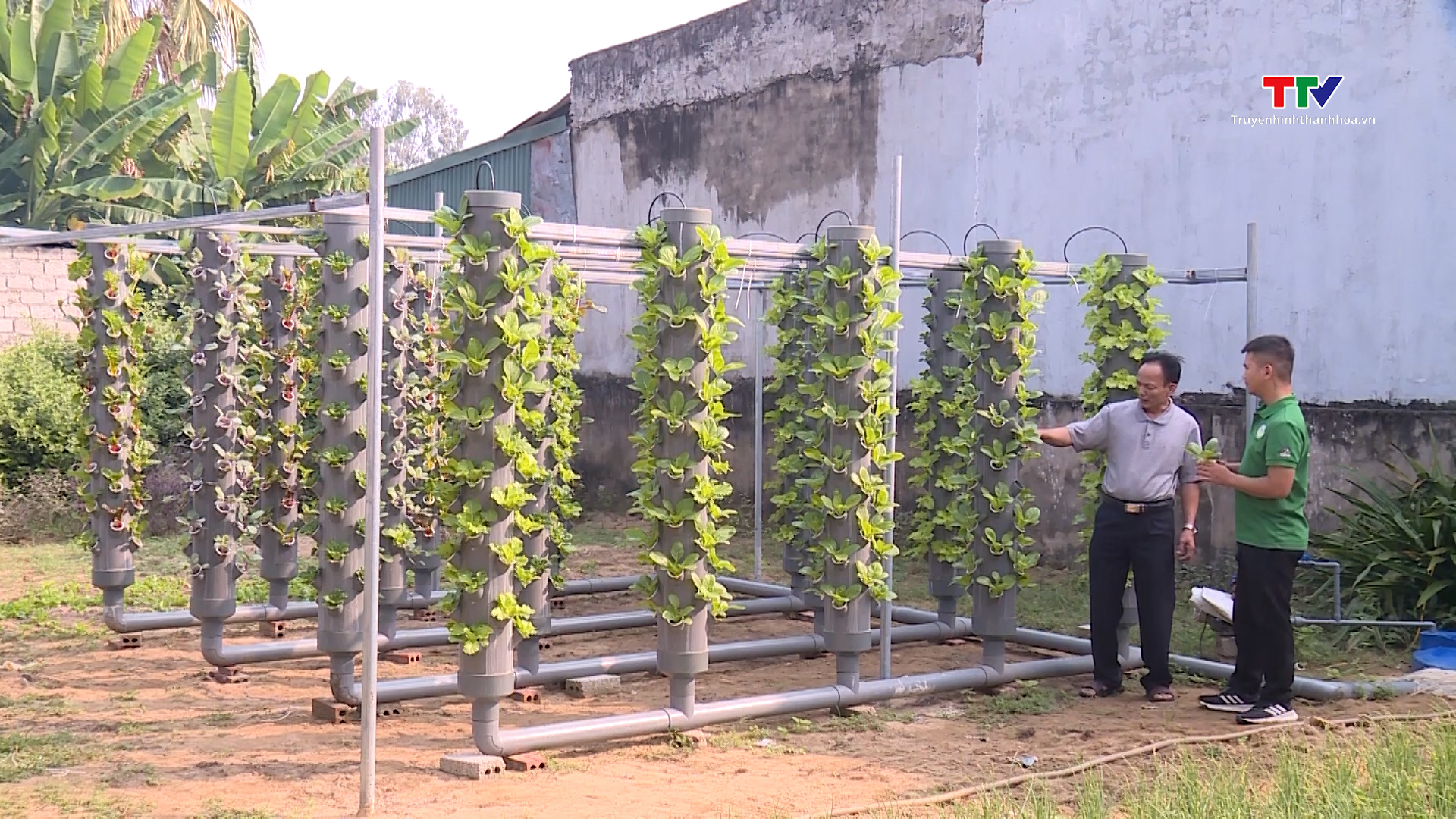 Trồng rau khí canh – Mô hình mới, nhiều triển vọng tại Thanh Hóa- Ảnh 5.