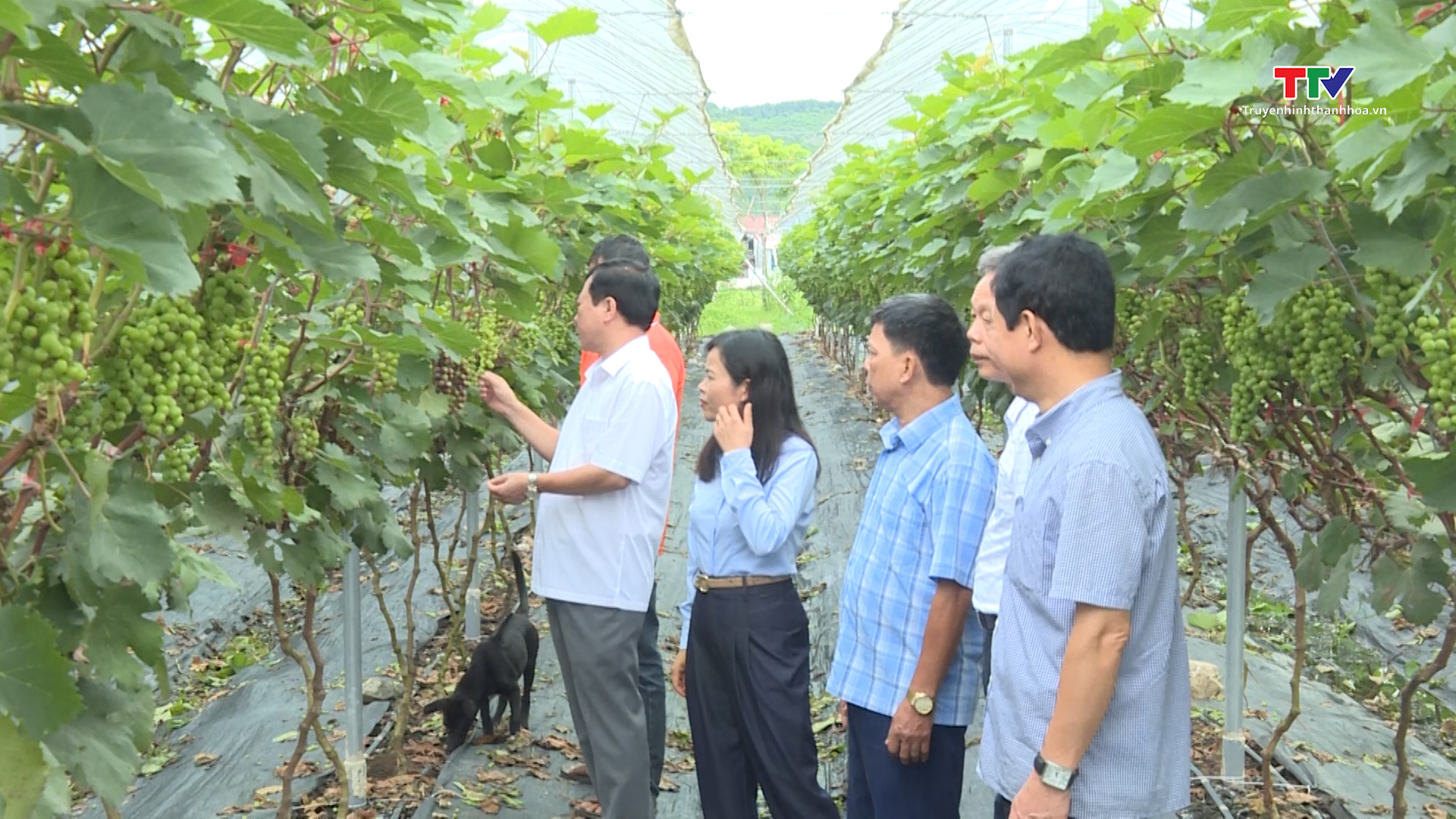 Huyện Nông Cống nâng cao giá trị sản xuất nông nghiệp - Ảnh 2.